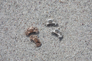Crab Studs